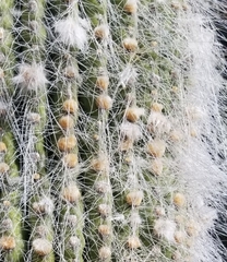 Cephalocereus senilis