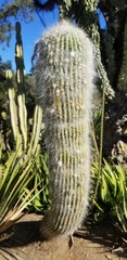Cephalocereus senilis