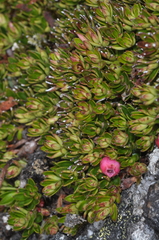 Disterigma empetrifolium