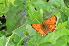 Lycaena edna