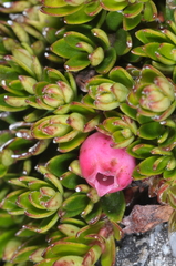 Disterigma empetrifolium