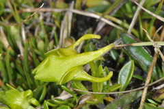 Halenia serpyllifolia