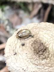 Aphidecta obliterata