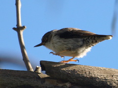 Daphoenositta chrysoptera