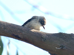 Daphoenositta chrysoptera