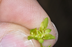 Halenia serpyllifolia