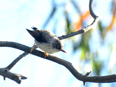 Daphoenositta chrysoptera
