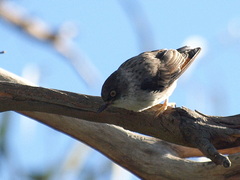 Daphoenositta chrysoptera
