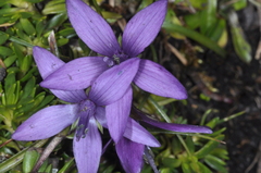 Gentianella rapunculoides