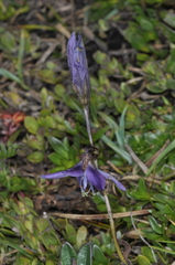 Gentianella rapunculoides