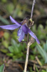 Gentianella rapunculoides