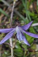 Gentianella rapunculoides