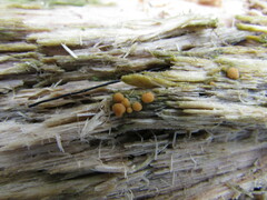 Sphaerosporium lignatile