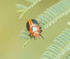 Calomela curtisi