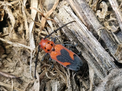 Tetraopes melanurus