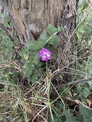 Lantana montevidensis