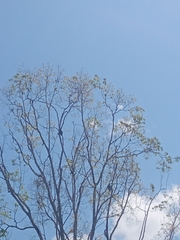 Handroanthus chrysanthus