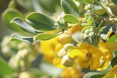 Senna artemisioides alicia