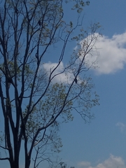 Handroanthus chrysanthus