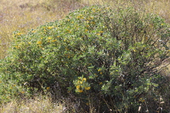 Senna artemisioides alicia