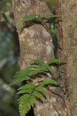 Rumohra adiantiformis