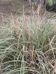 Cortaderia nitida