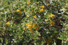 Senna artemisioides alicia