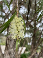 Melaleuca