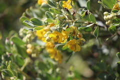 Senna artemisioides alicia