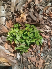 Gamochaeta americana