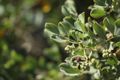 Senna artemisioides alicia