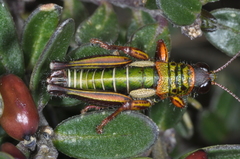 Jivarus ecuadoricus