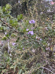 Brunfelsia pauciflora