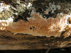 Steccherinum robustius