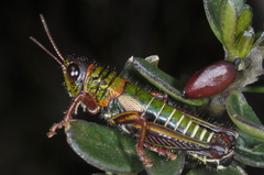 Jivarus ecuadoricus