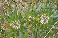 Valeriana rigida