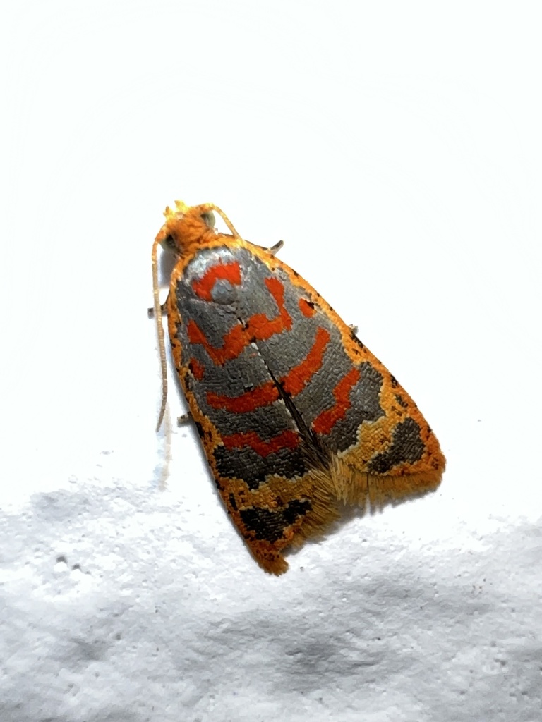 Sanguinograptis