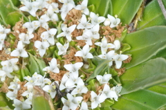 Valeriana rigida