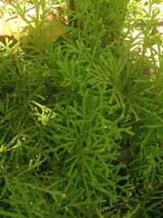 Diphasiastrum thyoides
