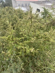 Vachellia macracantha
