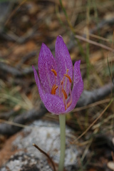 Colchicum bivonae
