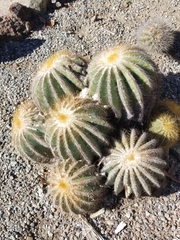 Parodia magnifica