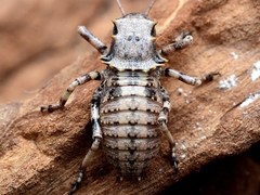 Enyaliopsis