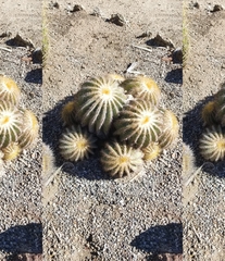 Parodia magnifica