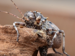 Enyaliopsis
