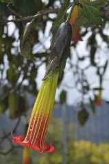 Brugmansia sanguinea