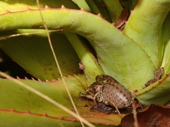 Enyaliopsis