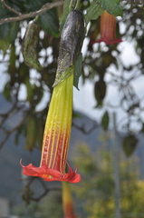 Brugmansia sanguinea
