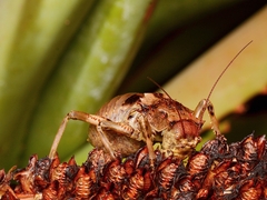 Enyaliopsis