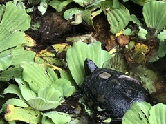 Trachemys stejnegeri